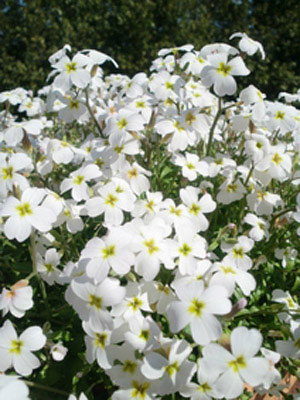 ウィンタークローバー　パールホワイト（花）
