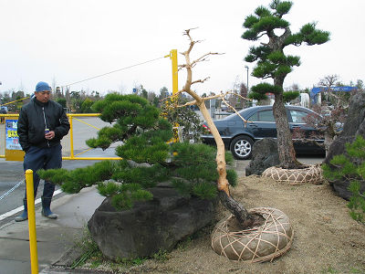 広い植木競売場で活気あふれる大市。盆栽仕立庭木は高値で取り引き