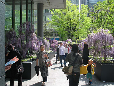 丸の内フラワーウィークスであしかがフラワーパークによる「藤のお花見ガーデン」