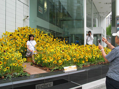 元気いっぱいのヒマワリが東京・銀座のソニースクエアを飾る