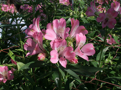 アルストロメリアの一押し「ロザリン」。発色の良いピンク花