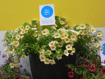 タキイ種苗は、9月の展示会でも1番人気だったというカリブラコアの新シリーズ「セレブレーションスター」などを展示