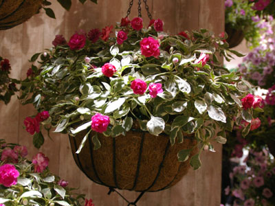 ミヨシブースでは鉢物展示。バラ咲きインパチェンス「カリフォルニアローズ」シリーズのフィエスタオーレは、斑入りのペパーミントなど人気