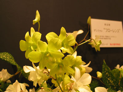 プロシードは、11品種の多彩なデンファレを紹介。ピュアなグリーンで花着きの良いデンファレ「フローレンス」は2010年秋からの独占販売商品