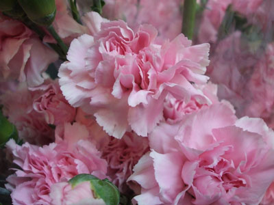 新品種「カーネ愛知4号」。紫ピンクで花弁数が多い