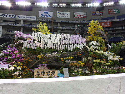 最優秀賞・ディスプレイ部門オープンクラス　栃木県洋蘭生産組合の「春輝君抱」