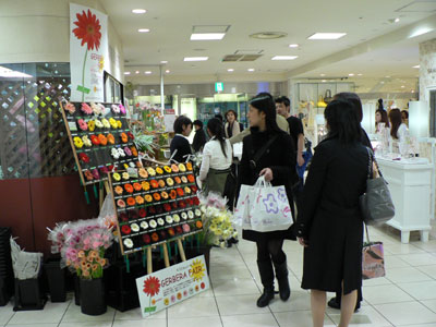 サトウ花店が初開催、好調だったガーベラフェア