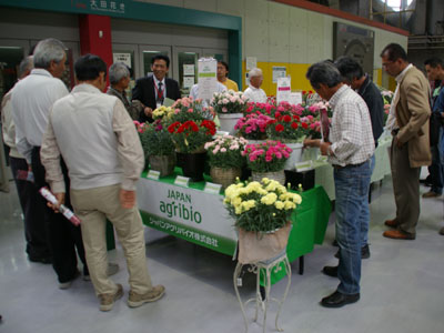 大田市場でジャパンアグリバイオがポットカーネと切花品種を展示