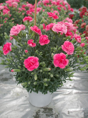 ピンクのカーネーション「スフレ」は甘い香りが特徴