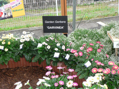新しい花色も多い新ガーデンガーベラ「ガルビネア」