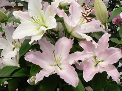 一般人気投票で1位の「ブーレスカ」は淡いピンクの花