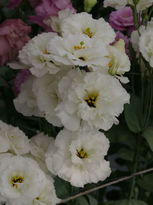 トルコギキョウ「エグゼホワイト」は豪華な花型の白