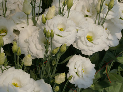 純白八重咲きのユーストマ「ジュエリースノー」。純白度が高い