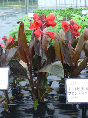 種子系カンナ「トロピカル」シリーズの銅葉品種「ブロンズスカーレット」