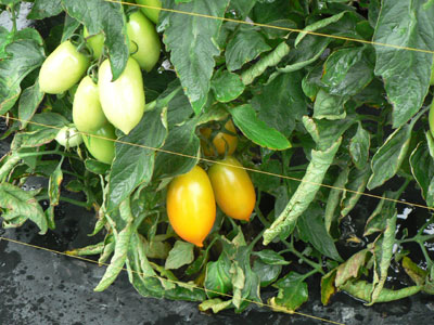 トマト新品種「クックゴールド」は家庭でも作りやすい