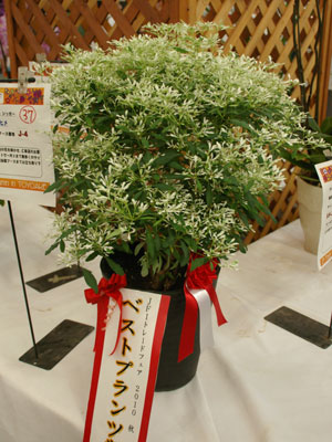 ベストプランツ賞　ジッポーのユーフォルビア「シラユキヒメ」。純白の小花をたくさん着け、店頭で客の目を引く商品