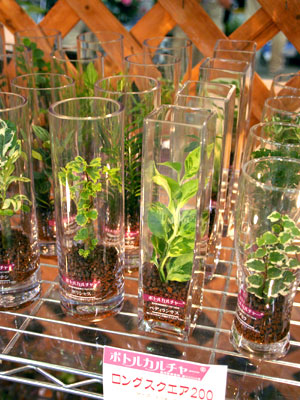 ベストプランツの部優秀賞　桑花園のボトルカルチャー。細長いグラスにハイドロボールを敷き詰め、観葉を定植。半年以上楽しめる