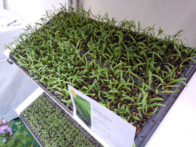 宿根草専門の種苗会社イェリト　ペレニアルシード社は、「ゴールドナゲットシード」（早期発芽種子）を展示