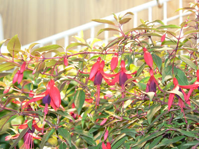 京成バラ園芸は、切花用とガーデン用のバラ、花壇苗物類を出展。ホクシャ「スウィングフェアリー　プレアデス」は、抜群の耐暑性を持った自信作
