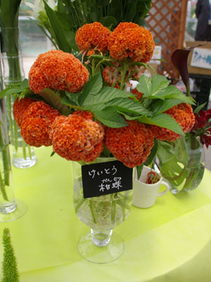 ケイトウ「柑珠」（かんじゅ）は発色良いオレンジ