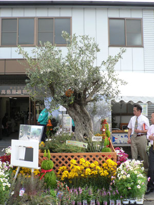 高島屋植物園の本社前を風格あるオリーブの古木が飾る