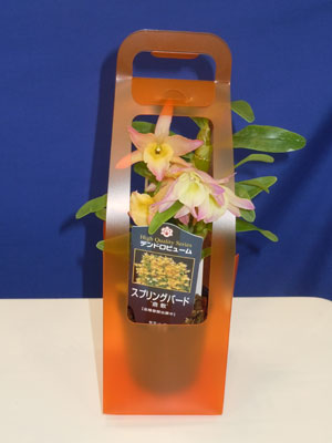 山本デンドロビューム園は、オレンジから黄色のグラデーションが美しいデンドロ「スプリングバード」の2号鉢を実験的に展示