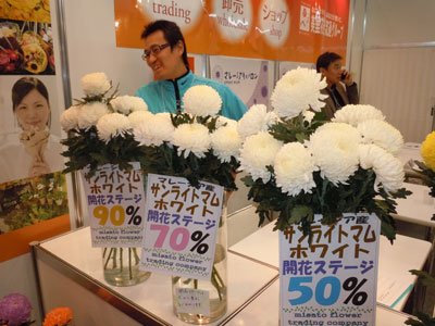 美里花き流通グループは、マレーシア産の大輪ギク「サンライトマム」を豪華に展示。50％、70％、90％と開花ステージごとに比較展示