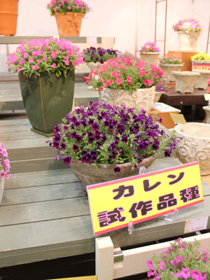 横浜植木の小輪多花でコンパクトなペチュニア「カレン」