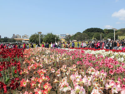 「台北国際花卉博覧会（台北花博）」会場に広がるアマリリスの大花壇