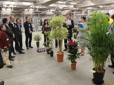 豊明花きに全国の観葉植物が集合