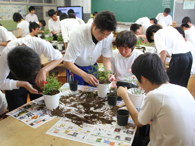 中学で「生物育成」必修化に伴いミニバラ栽培。教師のアドバイスを受けながら生徒が鉢上げ