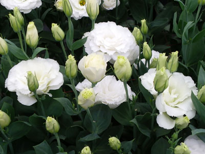 大輪八重の新品種「天てまり」は澄んだ純白の花色