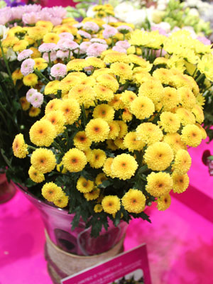グリーンウイングスジャパンは、オランダやベトナム産の多彩な花を紹介。小輪ポンポン咲きスプレーマム「カリメロ」は、アジアでは同社の独占品種