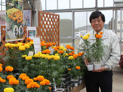 サカタのフラワートライアルでマリーゴールドの新品種を紹介する坂田宏社長