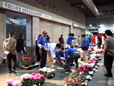 FAJで全国花き品評会シクラメン