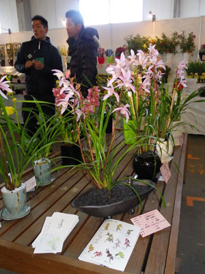 兵庫県生花のトレードフェスタで注目を集めた和蘭「大和撫子」