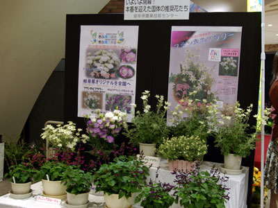 岐阜県農業技術センターが育成した“国体推奨花”の展示