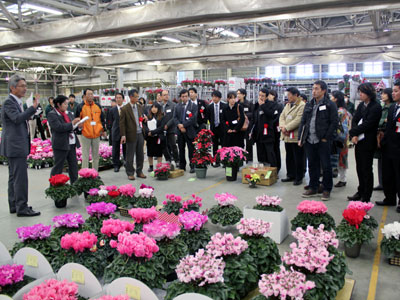 豊明花きでの鉢花・蘭品評会の審査風景