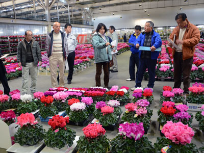 鴻巣花きの冬季品評会審査風景