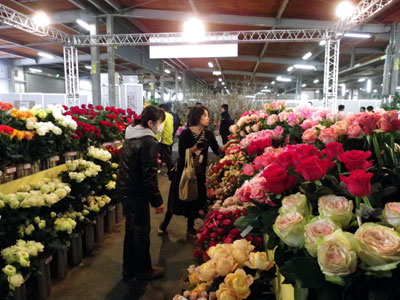 兵庫県生花のトレードフェスタで全国の産地のバラを集めたコーナー