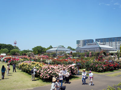 京成バラ園芸のローズガーデン