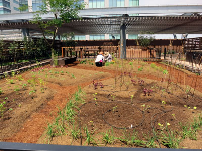 屋上に大規模な菜園・果樹園の「みんなの庭」を設置