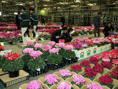 豊明花きで鉢花・蘭の品評会