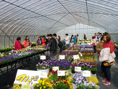 最新の花き・野菜品種を紹介