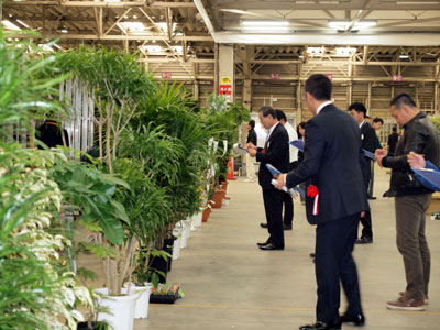 豊明花きで観葉品評会