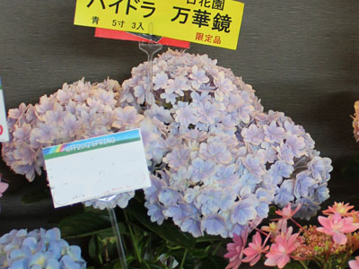 ハイドランジア「万華鏡」(島根県オリジナル品種) 花満得選会にて(3月27日撮影)